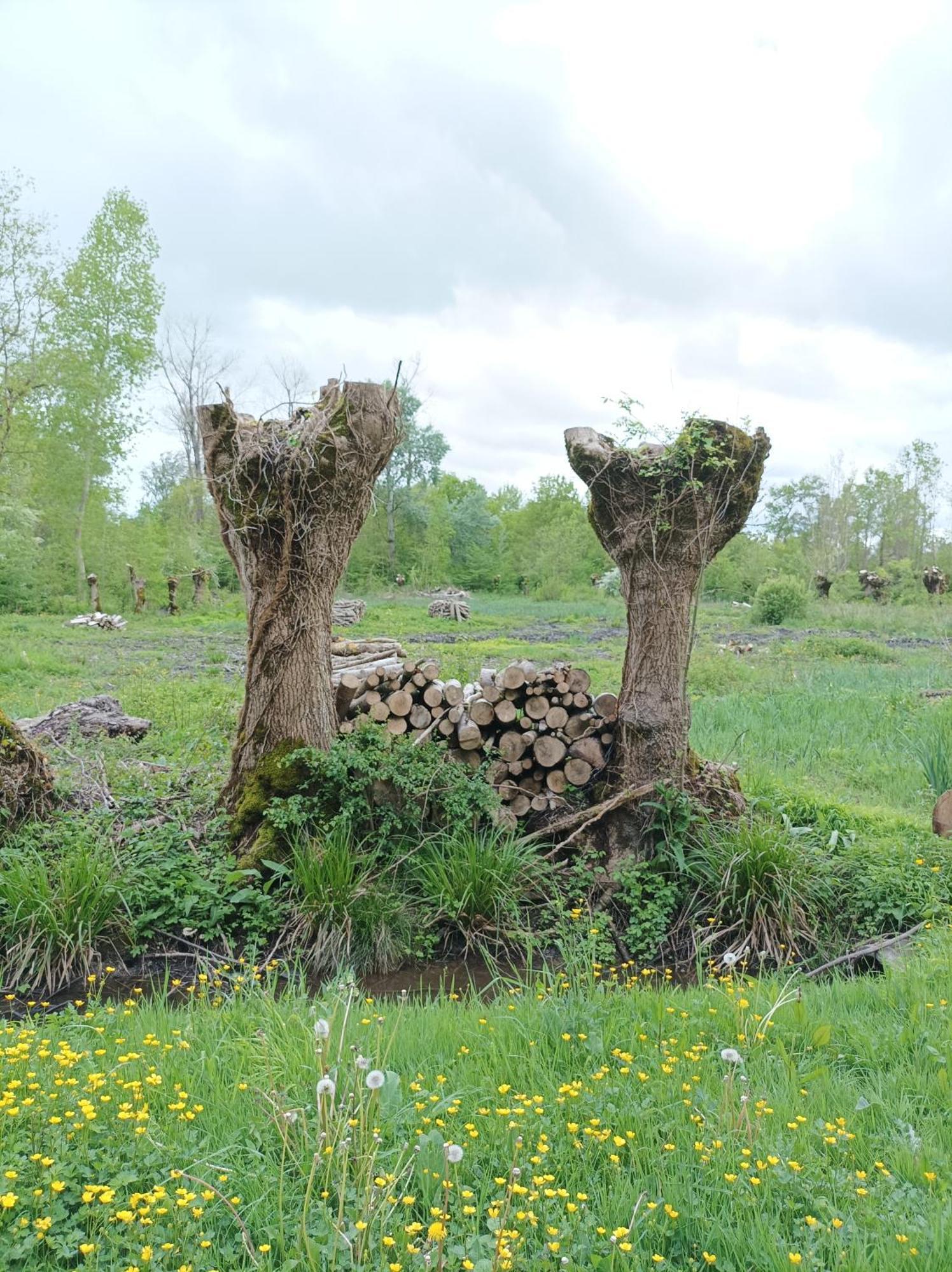 Le Logis De Lange Apt Les Aigrettes Saint-Hilaire-la-Palud Bagian luar foto
